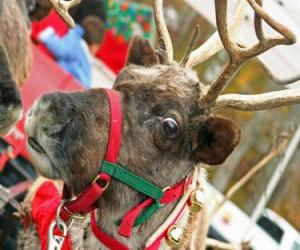 yapboz Jingle Bells ile yakalı Christmas Reindeer